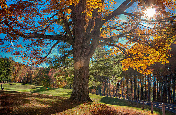 Autumn Tree